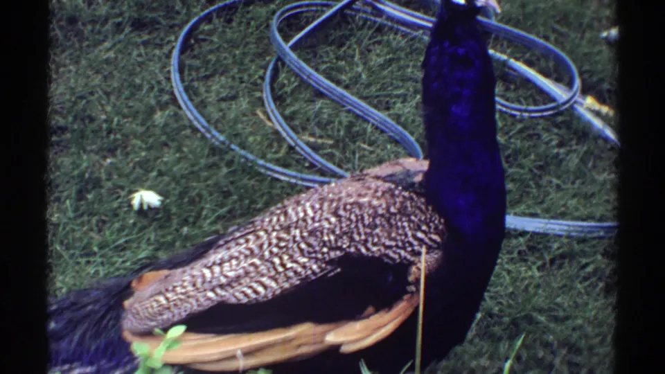 1969 Colorado home-movie frame showing a peacock in profile on grass with hose loops in the background.