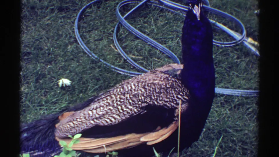 Colorado 1969 8mm still of a peacock standing near the edge of frame, with grass and a coiled hose behind it.