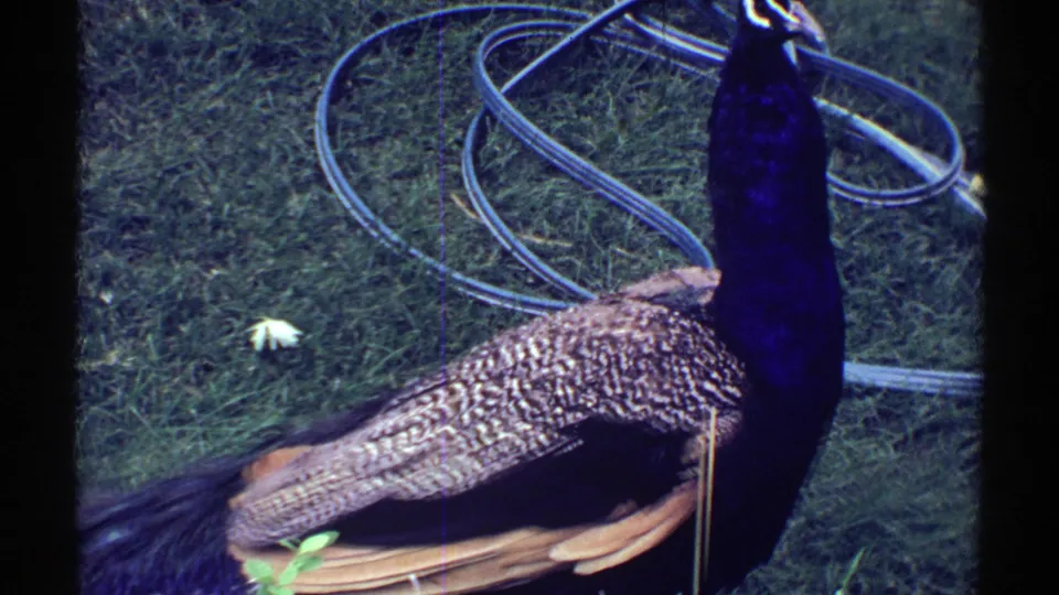 1969 Colorado frame of a peacock beside a coiled garden hose on grass, with visible 8mm grain and frame border.
