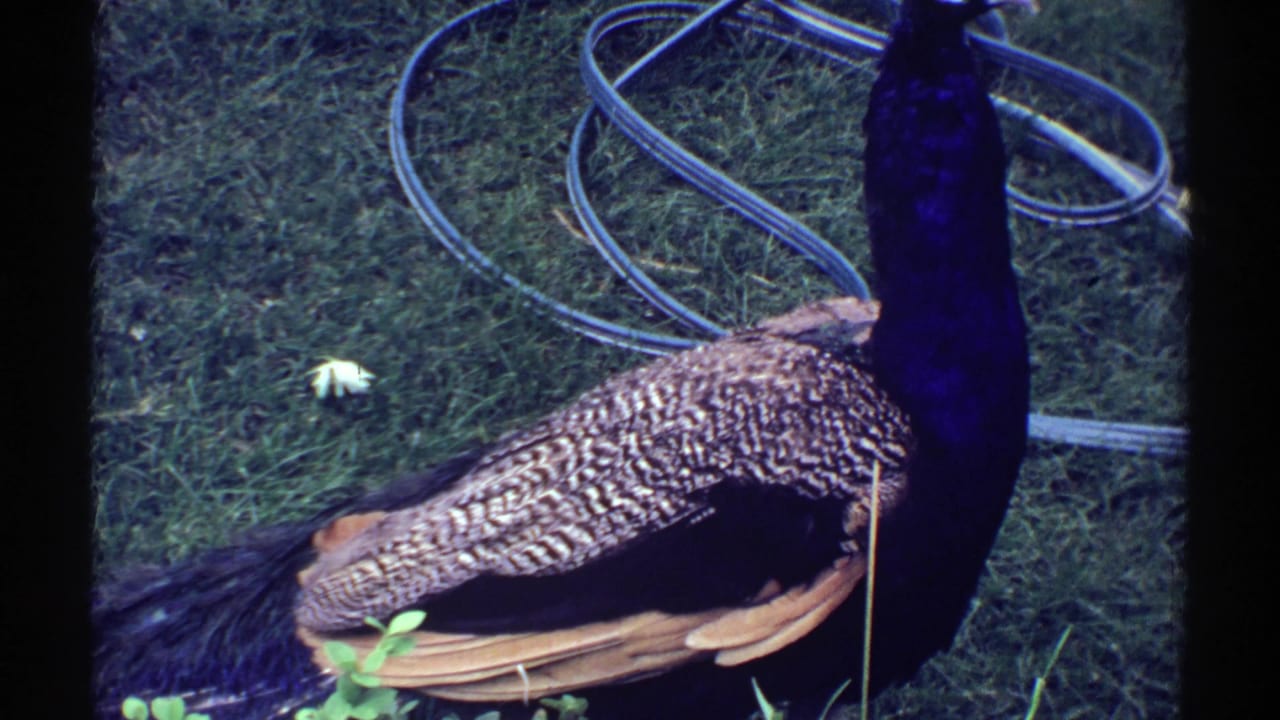 Male peacock standing on grass beside a coiled garden hose.