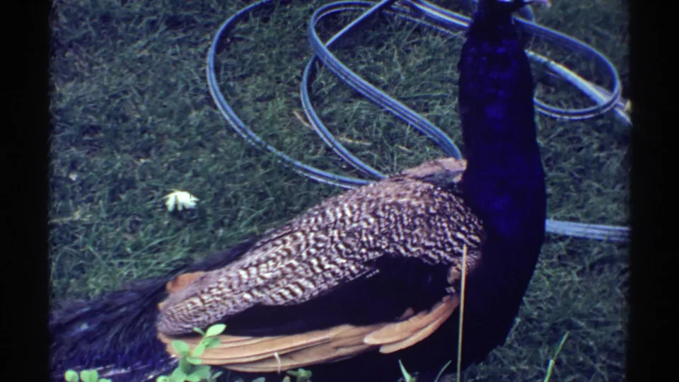 A male peacock stands in a grassy Colorado yard in 1969, with a coiled garden hose visible behind it.