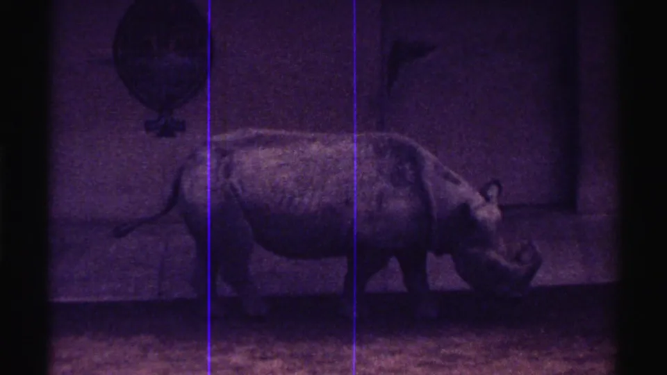 1969 Colorado 8mm frame of a gray rhinoceros moving beside an enclosure wall, with a decorative emblem above and film scratches visible.