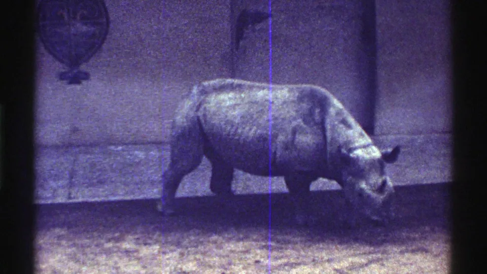 1969 Colorado 8mm frame showing the gray rhinoceros with its head lowered in a muddy enclosure, framed by dark gate edges and scratches.