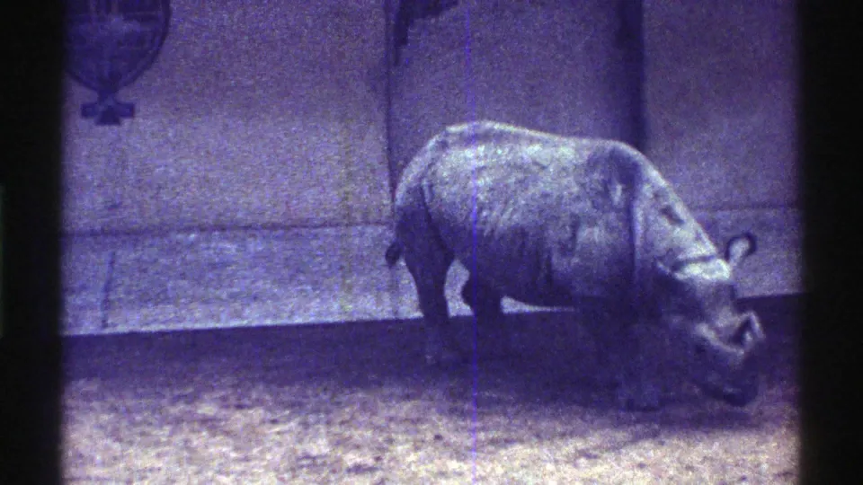1969 Colorado 8mm frame of the gray rhinoceros continuing through the muddy pen, with its horn and thick hide visible under dim light.