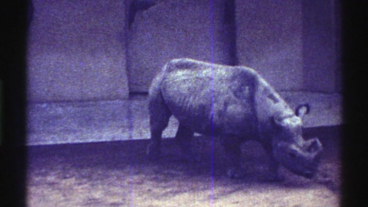1969 Colorado 8mm frame showing a rhinoceros moving rightward across a dirt floor inside a concrete-walled zoo enclosure.