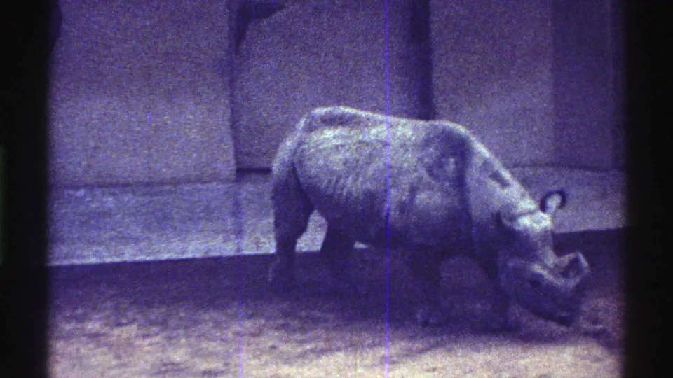1969 Colorado 8mm frame showing a rhinoceros moving rightward across a dirt floor inside a concrete-walled zoo enclosure.