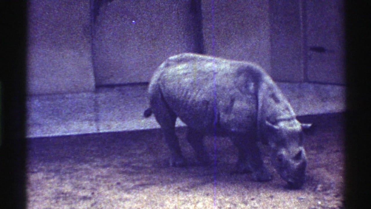 Rhinoceros in profile walking right beside concrete walls.