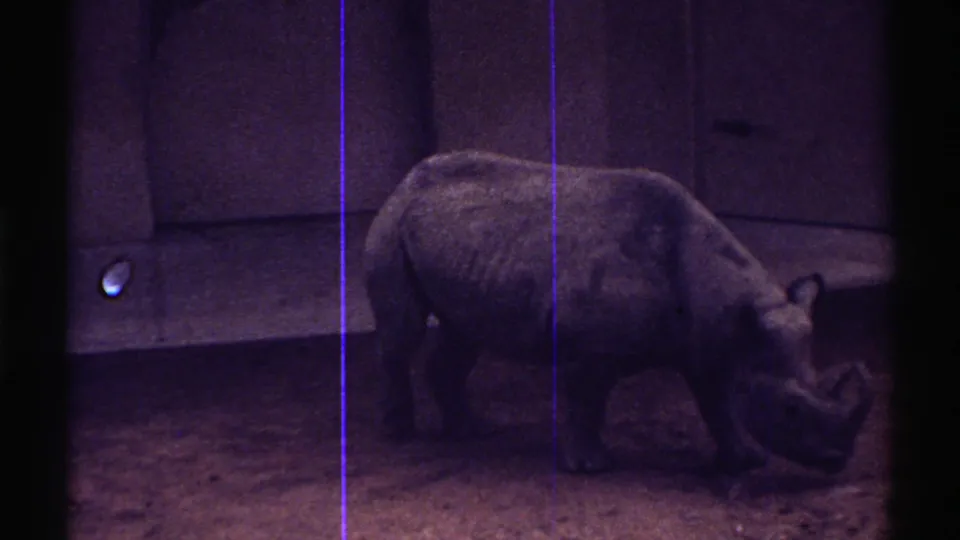Dim 1969 Colorado 8mm frame showing the rhinoceros near the wall, with its body partly darkened by exposure and film scratches.