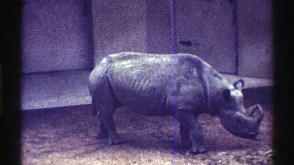1969 Colorado 8mm frame of a rhinoceros walking rightward, its horn and folded hide visible in the concrete zoo enclosure.