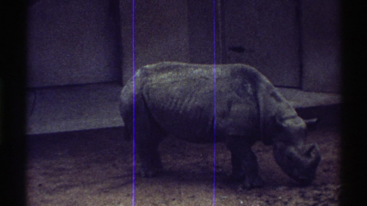 1969 Colorado 8mm frame of a rhinoceros grazing in a dirt enclosure behind dark foreground barriers.