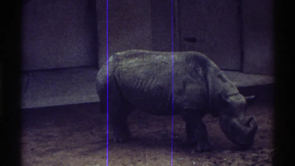 1969 Colorado 8mm frame of a rhinoceros grazing in a dirt enclosure behind dark foreground barriers.
