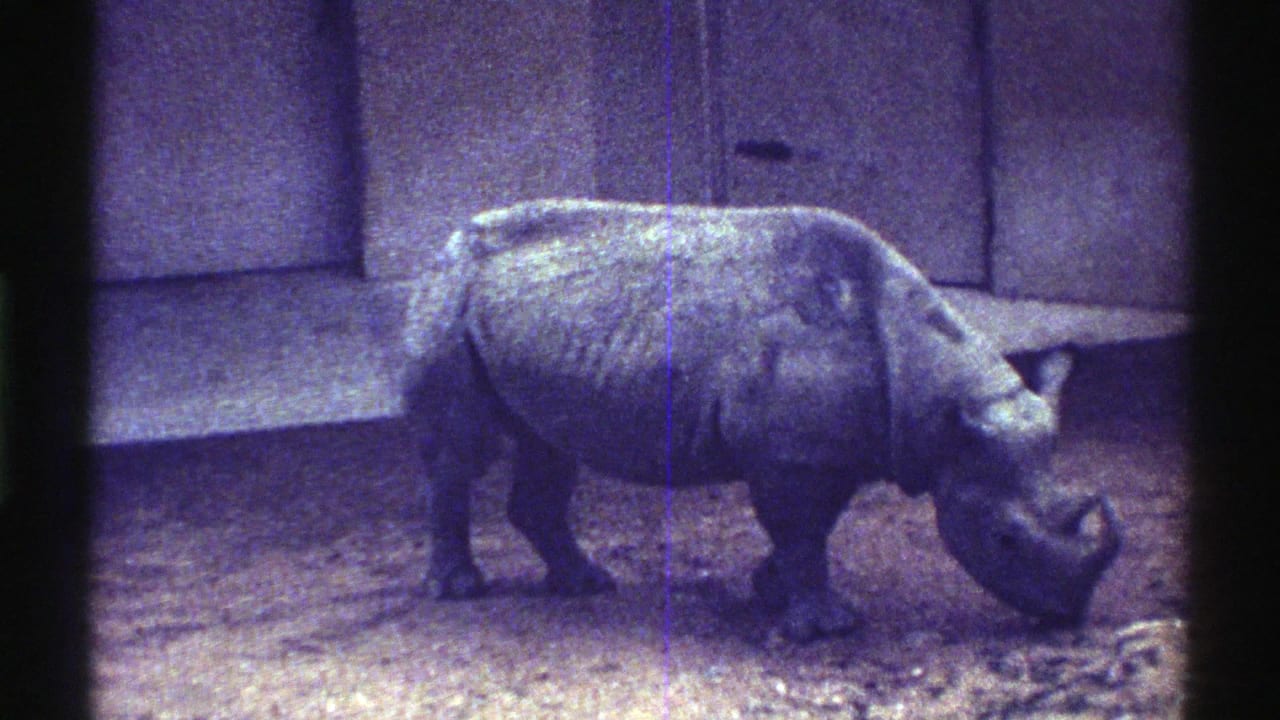 Rhinoceros walking and grazing beside enclosure walls.