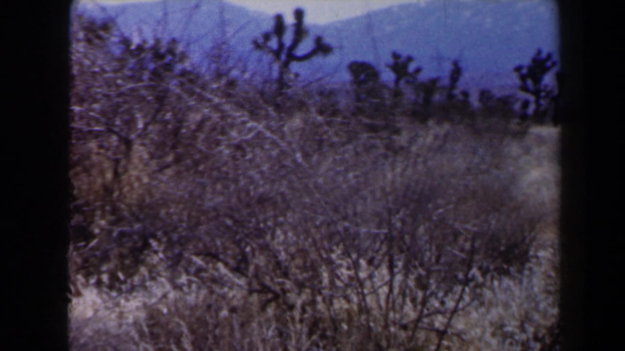 Desert brush and Joshua trees with mountains in the background.