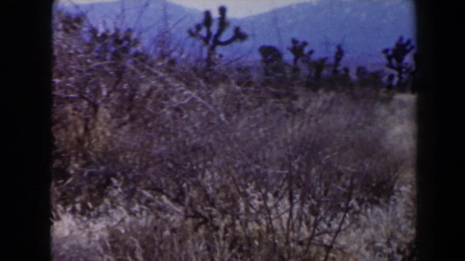 Desert vegetation, including Joshua trees and brush, appears against distant mountains in 1958 Las Vegas-area travel footage.