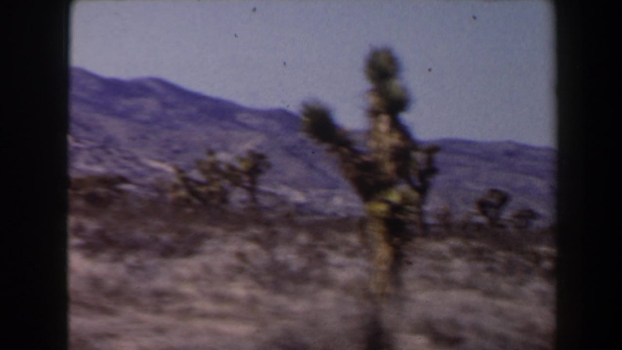 1958 8mm home-movie frame of a Joshua tree and low desert scrub near Las Vegas, Nevada, with hazy mountains beyond.