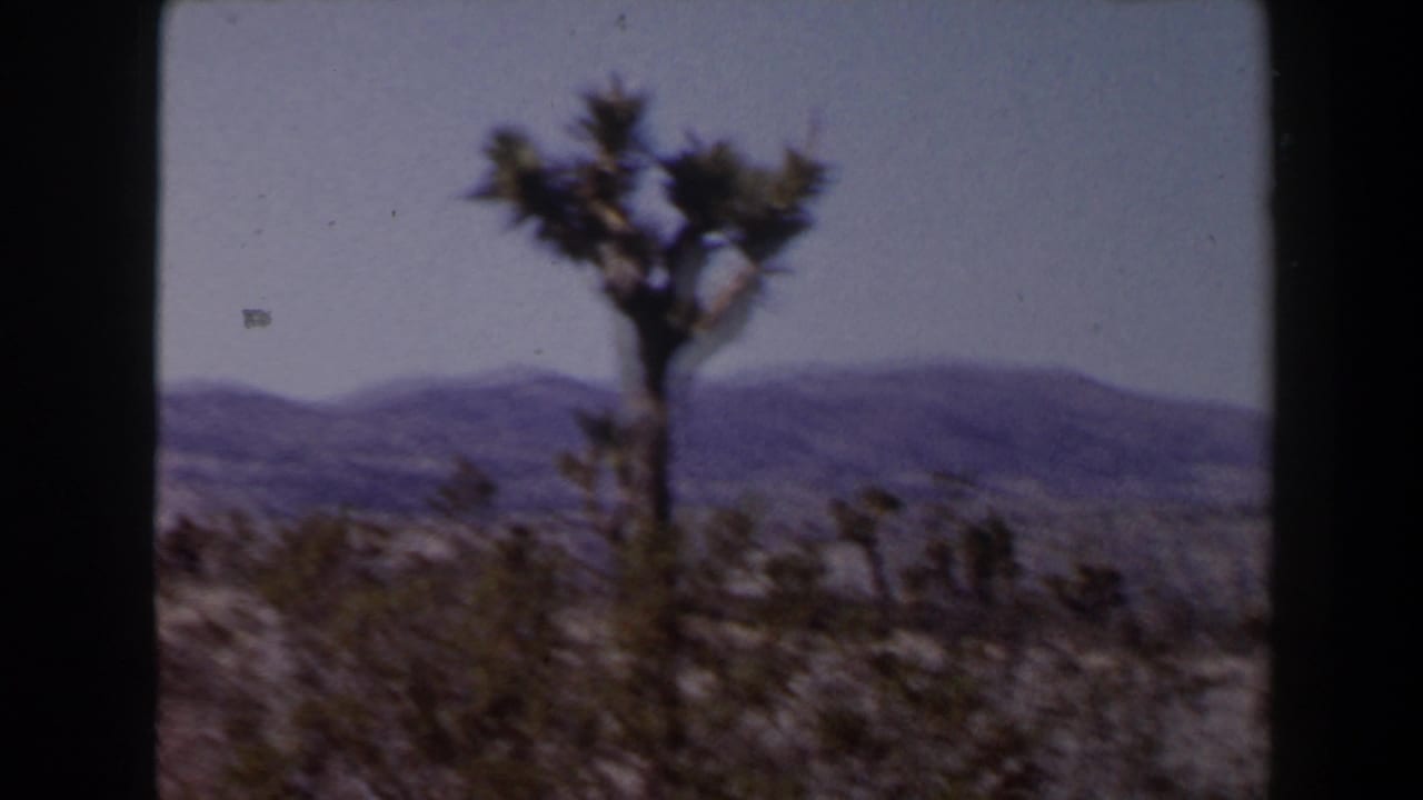 Joshua tree rising above desert brush in the Nevada landscape, with a muted 8mm color palette and mountain ridges in the distance.