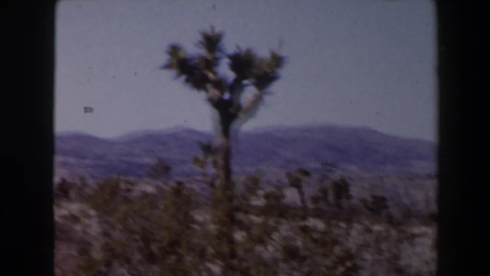 Joshua tree rising above desert brush in the Nevada landscape, with a muted 8mm color palette and mountain ridges in the distance.