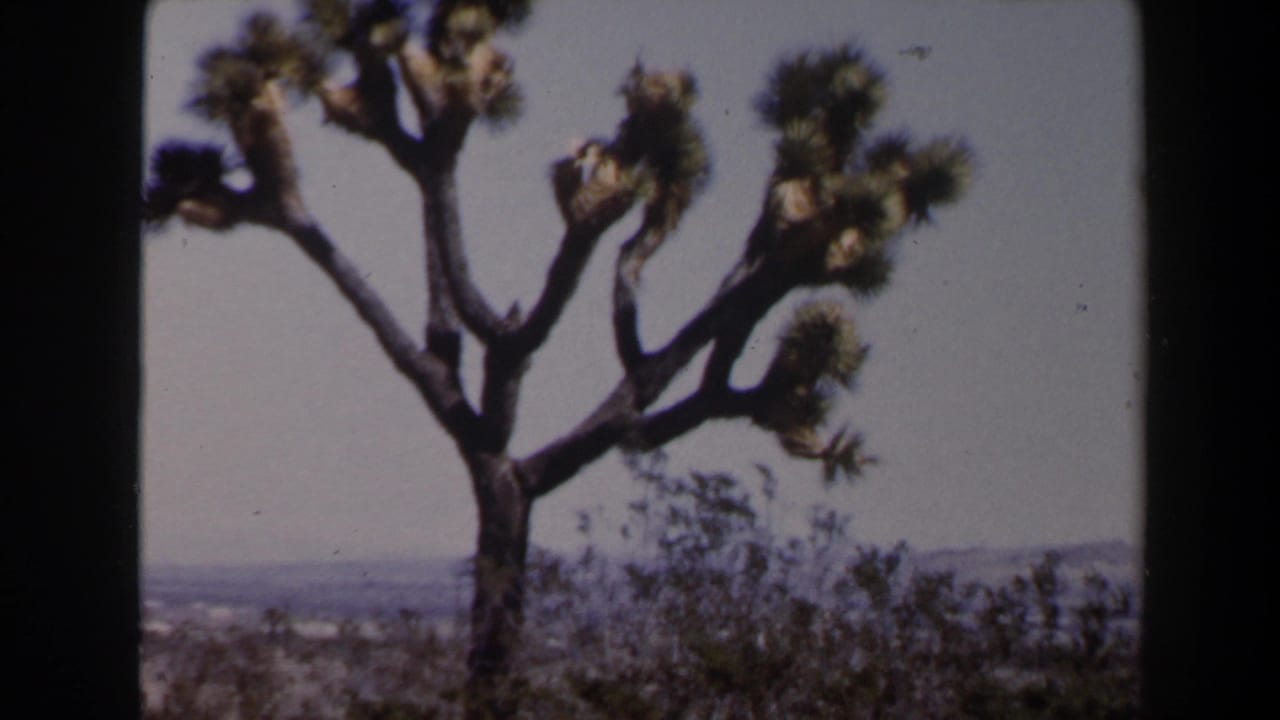 Foreground Joshua tree framed by desert scrub and a low horizon, recorded in faded 1958 8mm home-movie color near Las Vegas, Nevada.