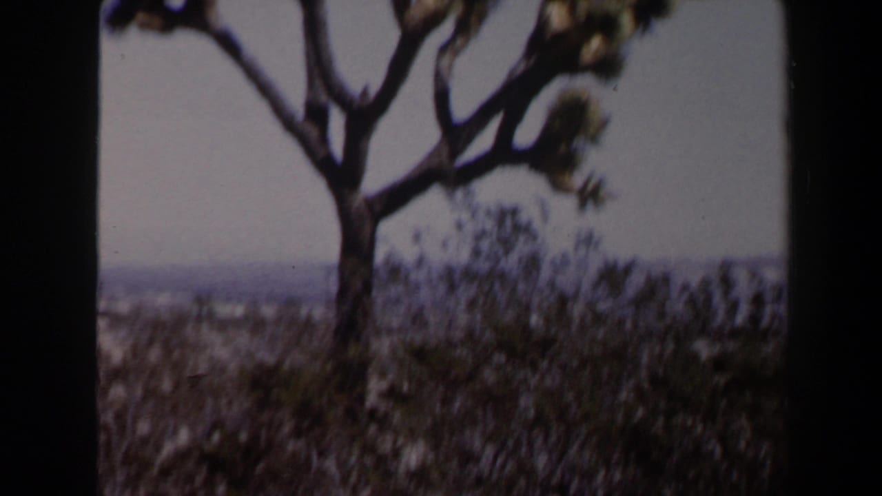 Soft-focused 8mm frame of a Joshua tree over scrub vegetation and distant desert terrain in the supplied Las Vegas, Nevada home-movie clip.