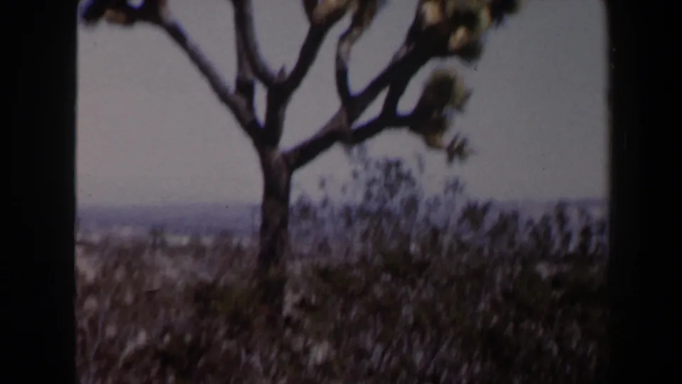 Soft-focused 8mm frame of a Joshua tree over scrub vegetation and distant desert terrain in the supplied Las Vegas, Nevada home-movie clip.