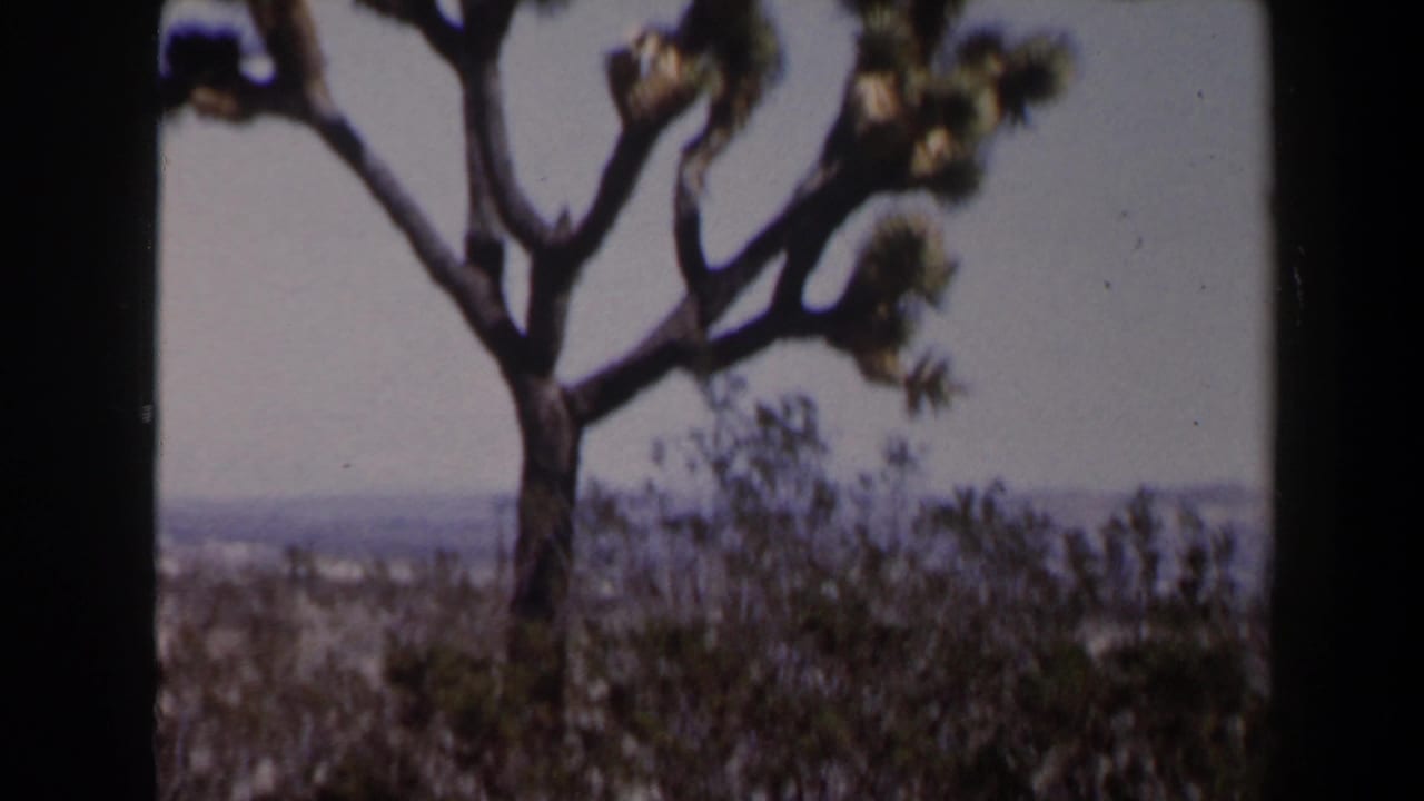 1958 Las Vegas-area desert view with a Joshua tree, brush, distant horizon, and visible 8mm frame edge.