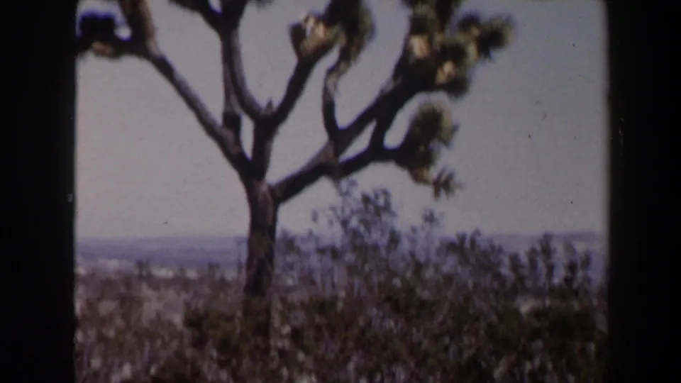 1958 Las Vegas-area desert view with a Joshua tree, brush, distant horizon, and visible 8mm frame edge.