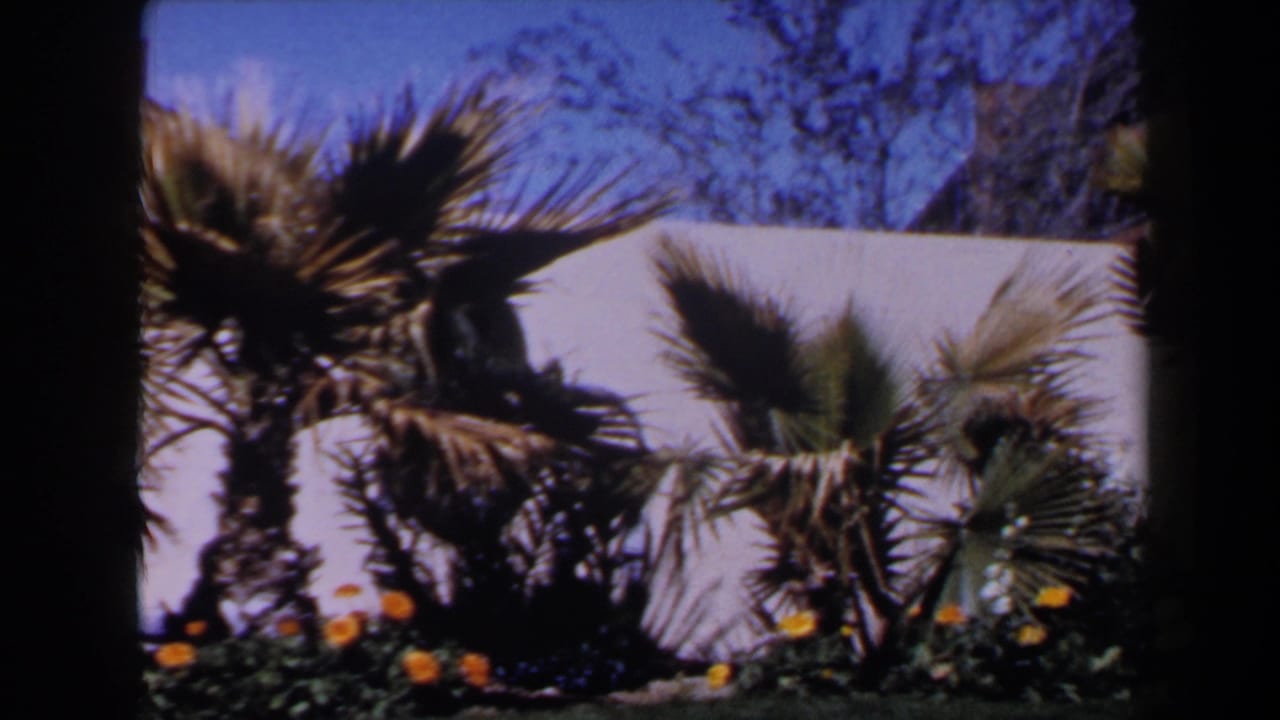 Sunlit garden with palm trees, orange flowers, a white wall, and blue sky.