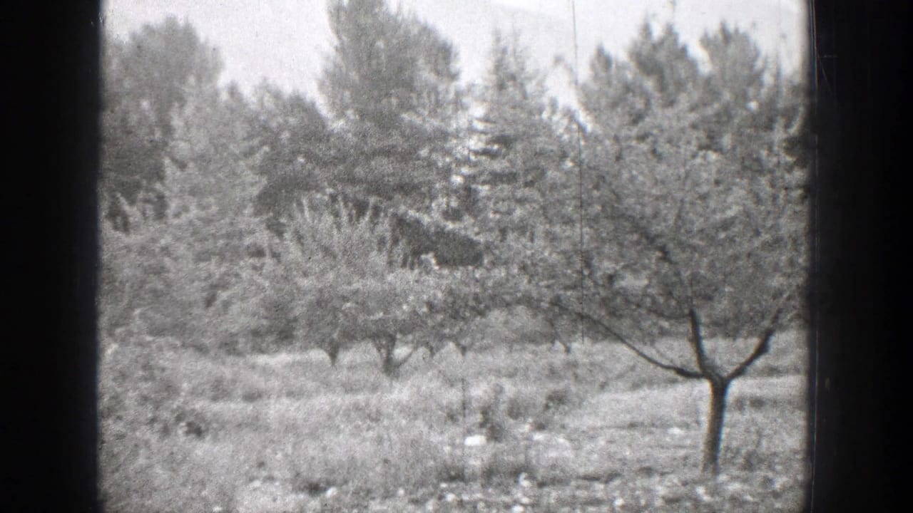 1939 Chelan, Washington 8mm frame showing a small orchard tree amid dense vegetation and taller background trees.
