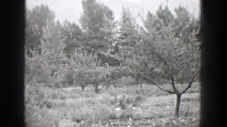 1939 Chelan, Washington 8mm frame showing a small orchard tree amid dense vegetation and taller background trees.
