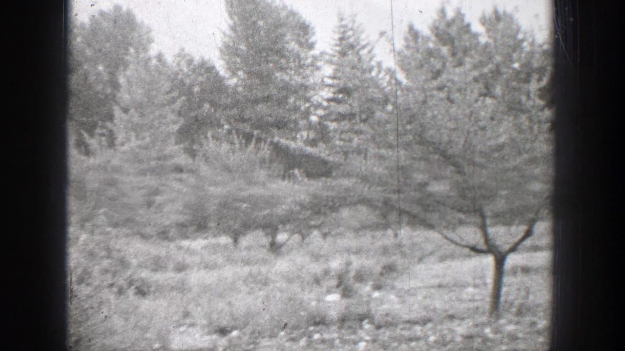 Similar orchard view with a central tree, overgrown ground, and wooded background.