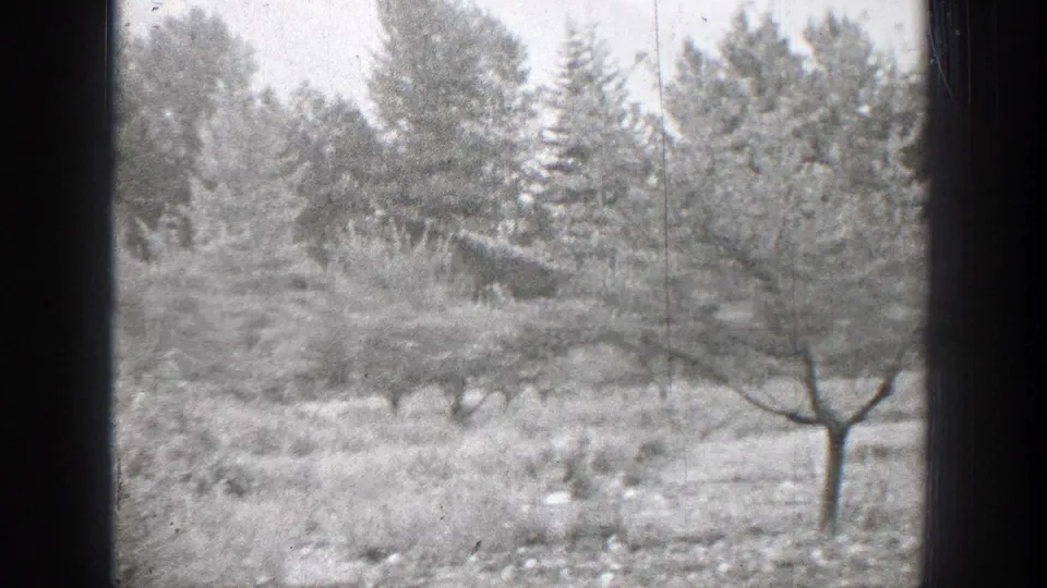 Black-and-white 1939 Chelan orchard view with a central fruit-like tree, brushy ground, and tall trees beyond.