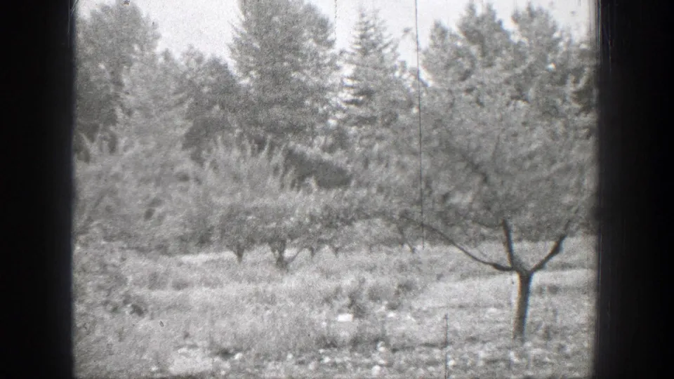1939 Chelan, Washington frame of an orchard-like clearing, with a foreground tree and dense rural vegetation.