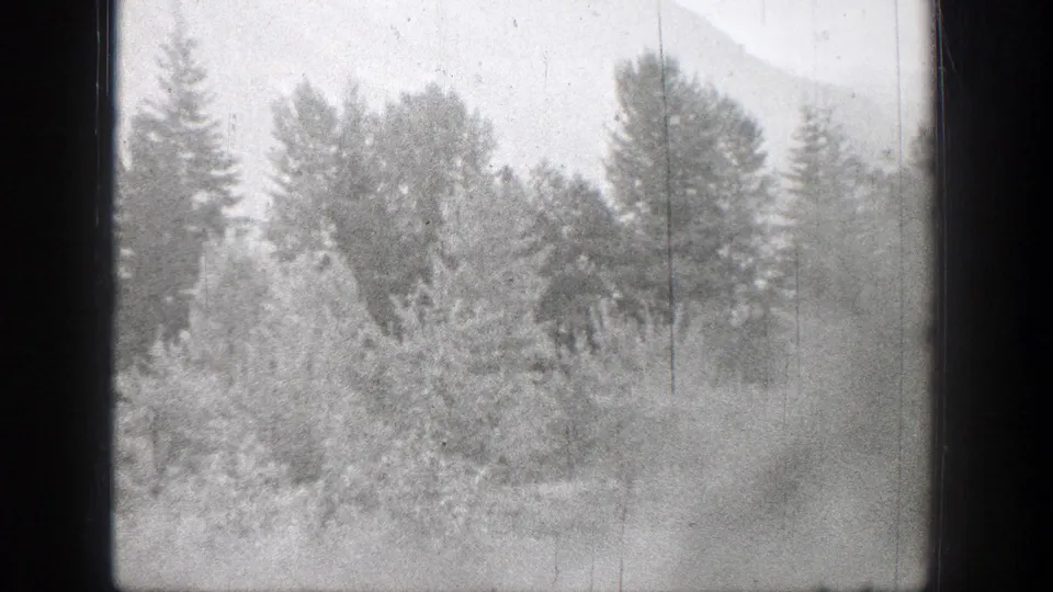 Black-and-white 8mm frame from Chelan showing dense vegetation, tall trees, and a faint hillside or mountain form beyond.