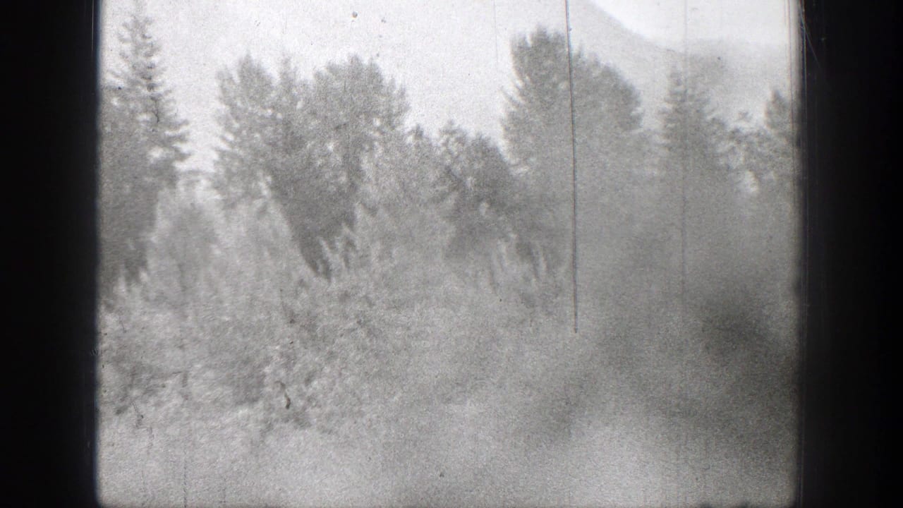1939 Chelan, Washington 8mm frame showing tall trees beyond dense light-toned bushes and undergrowth.