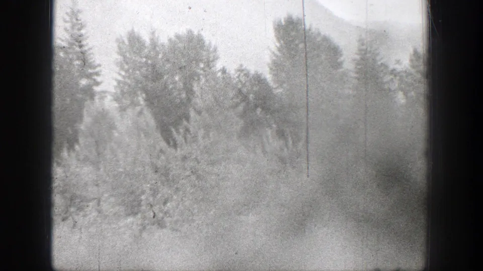 1939 Chelan, Washington 8mm frame showing tall trees beyond dense light-toned bushes and undergrowth.
