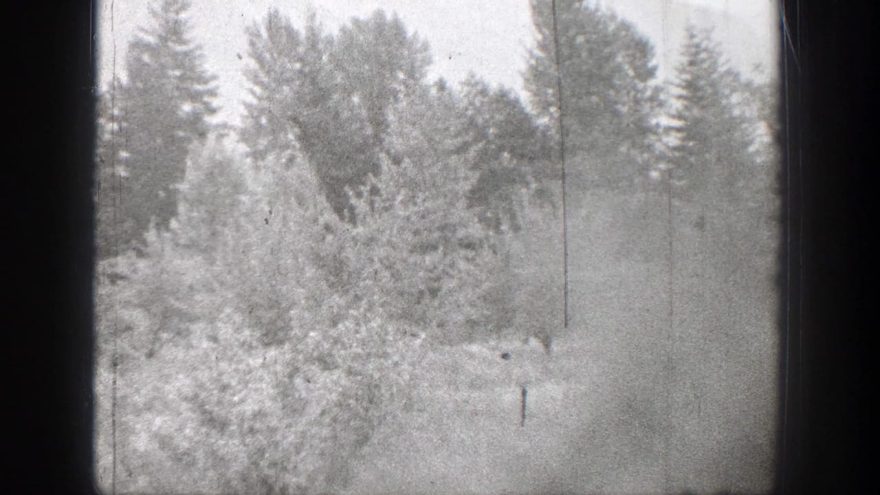Wooded landscape with bright brush, tall trees, and a narrow dark post or trunk.