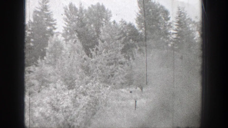 1939 Chelan, Washington frame with sunlit bushes, evergreen trees, and a slender dark vertical post or tree trunk.