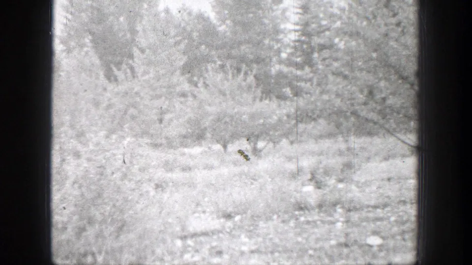 1939 Chelan, Washington home-movie frame showing dense pale shrubs, low ground cover, and trees beyond.