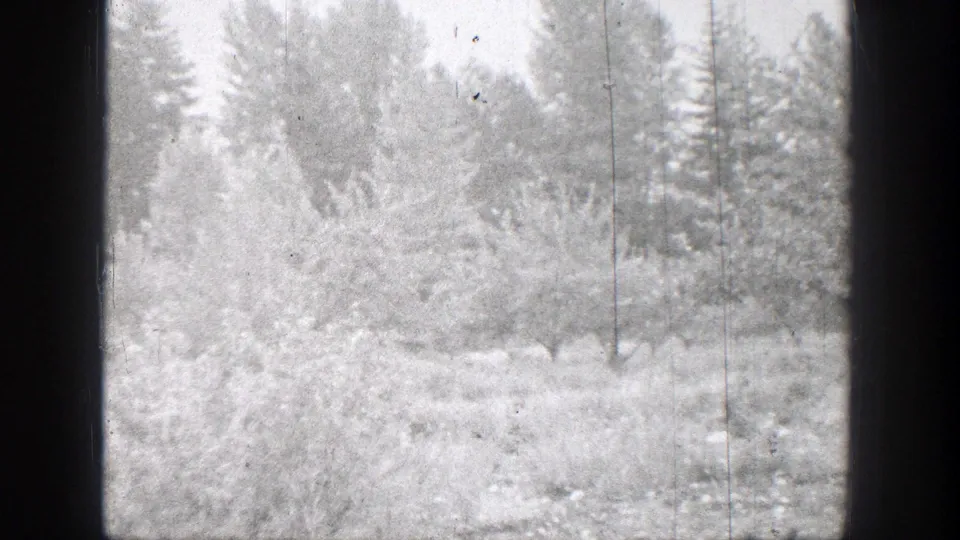 1939 Chelan, Washington frame showing bright foreground bushes, tall background trees, and visible 8mm film wear.