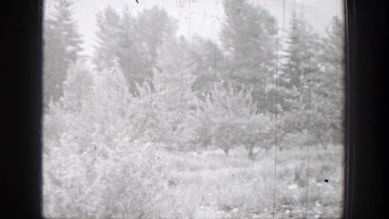 Dense snowy brush and conifers behind a dark vertical frame edge.