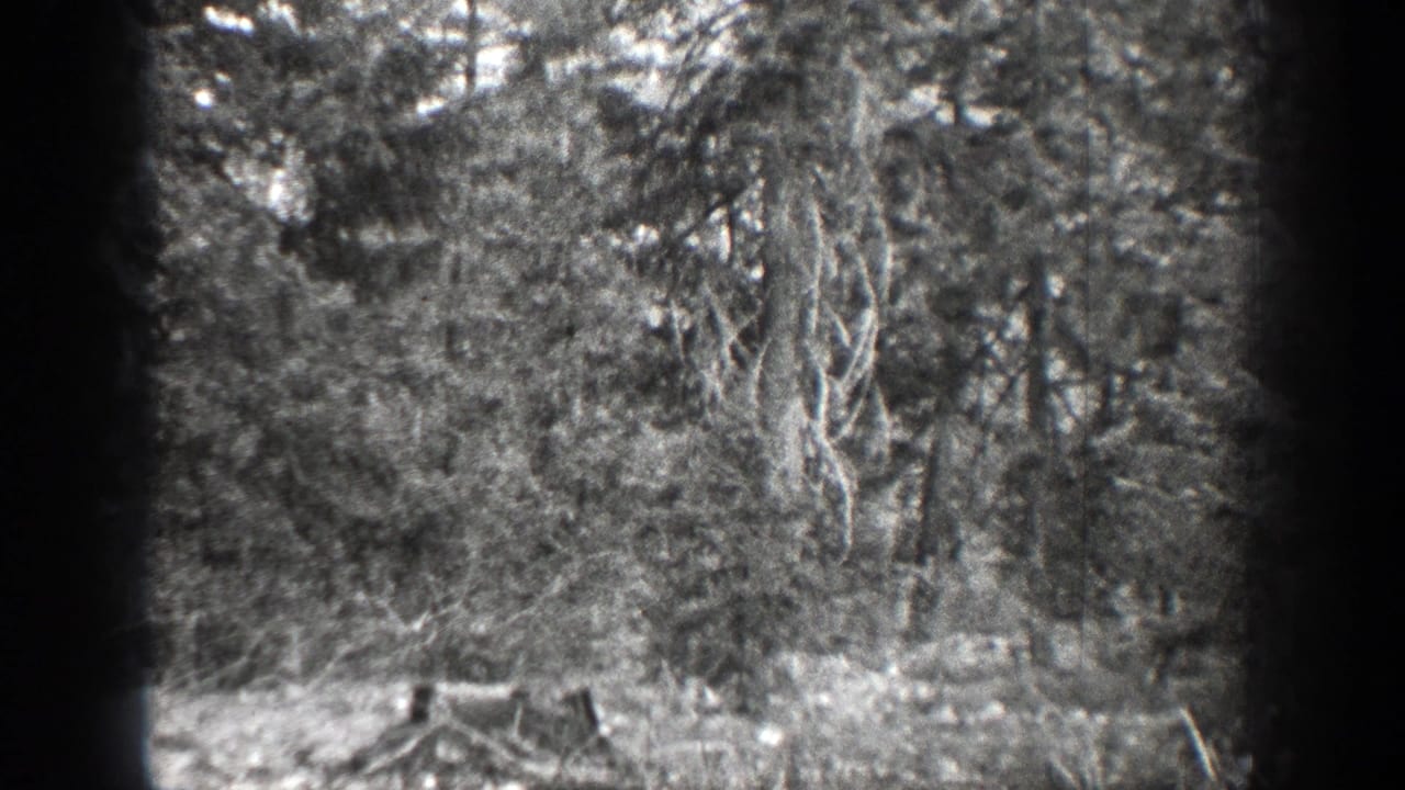 Tree stump in a wooded clearing with dense trees and hanging branches behind it.