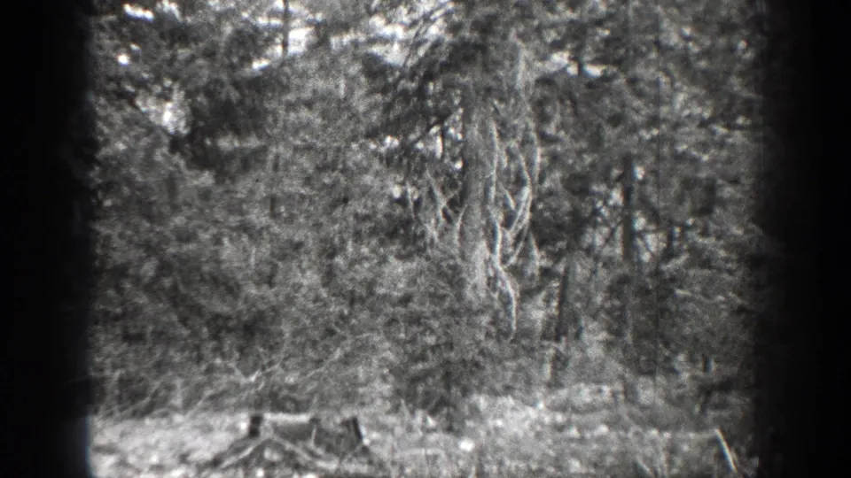 1939 8mm view near Chelan, Washington, showing a cut stump in a forest clearing with vines, brush, and dense trees behind it.