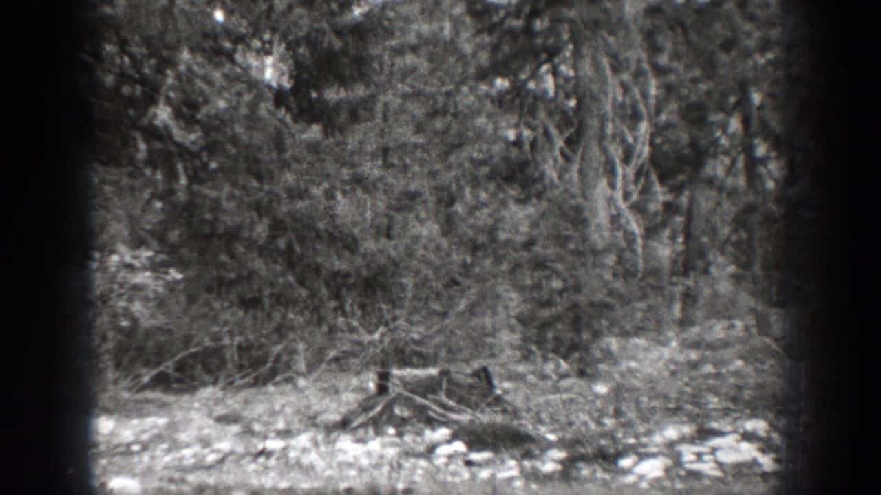 Forest edge with a cut stump, brush, and pale ground cover under tall trees.