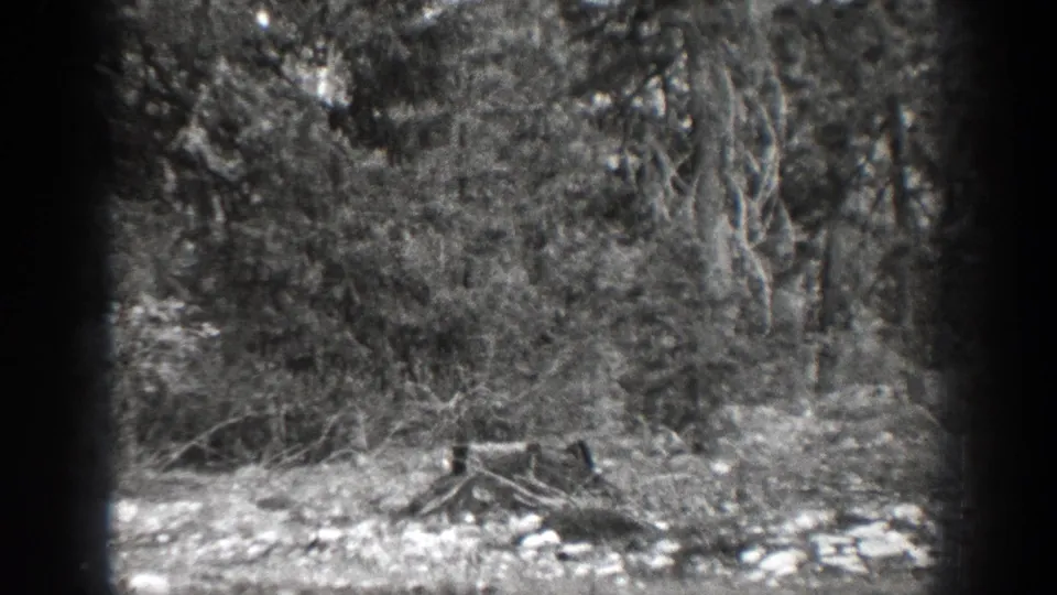 Black-and-white 8mm frame from Chelan, Washington, with a stump at the forest edge, tangled brush, pale ground, and tall trees.
