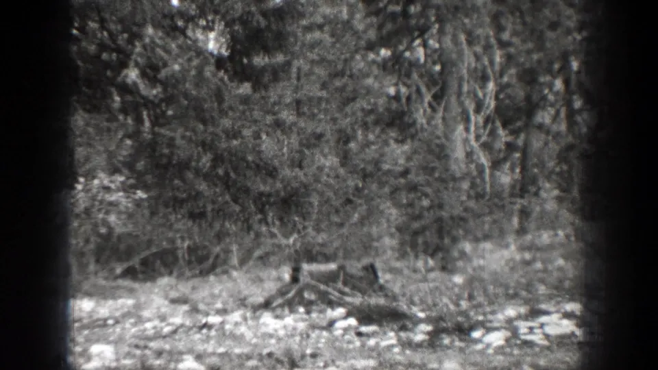 Chelan-area 1939 home-movie frame showing a stump in a rough clearing, with low brush, tree trunks, and hanging branches behind it.