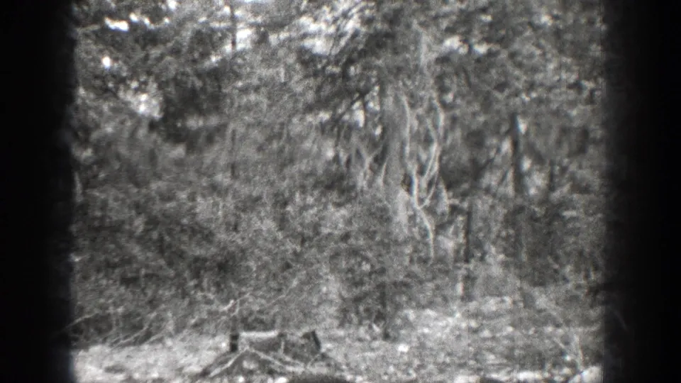 Final 8mm frame of the Chelan forest scene, with a stump partly low in frame, dense foliage, hanging branches, and visible film borders.