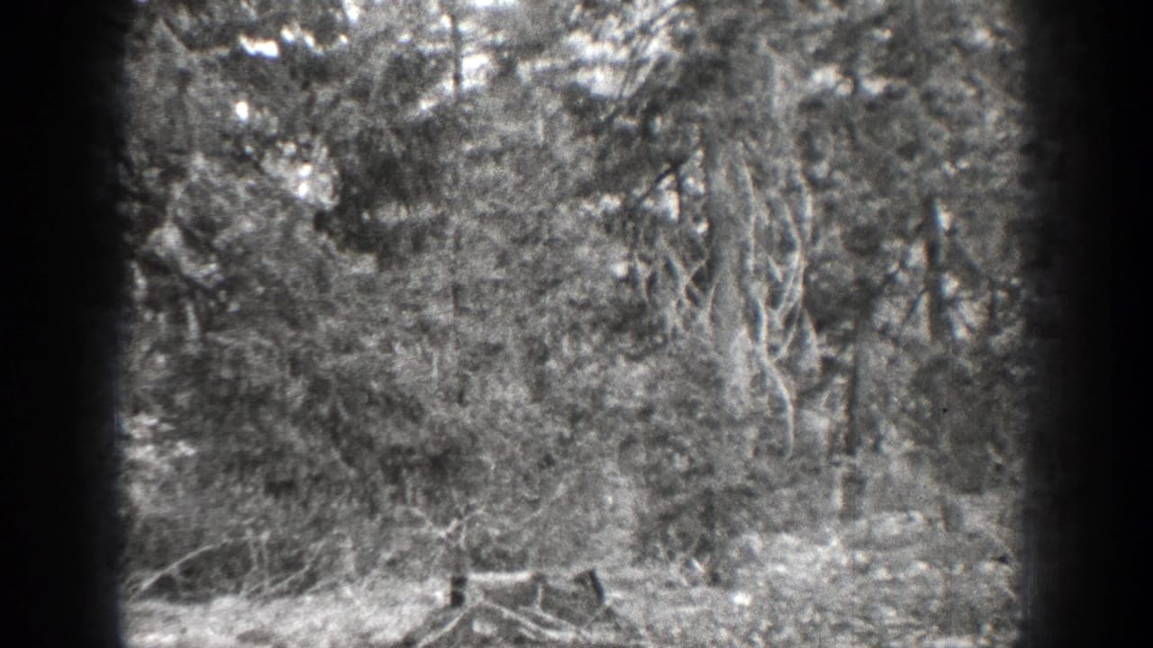 Dense black-and-white woodland with trees, brush, and a dark film edge at left.