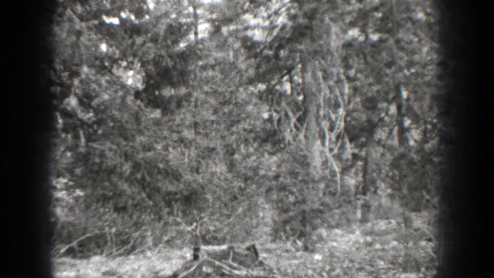 1939 Chelan, Washington 8mm frame showing dense woodland, low brush, and a possible stump or log near the lower edge.