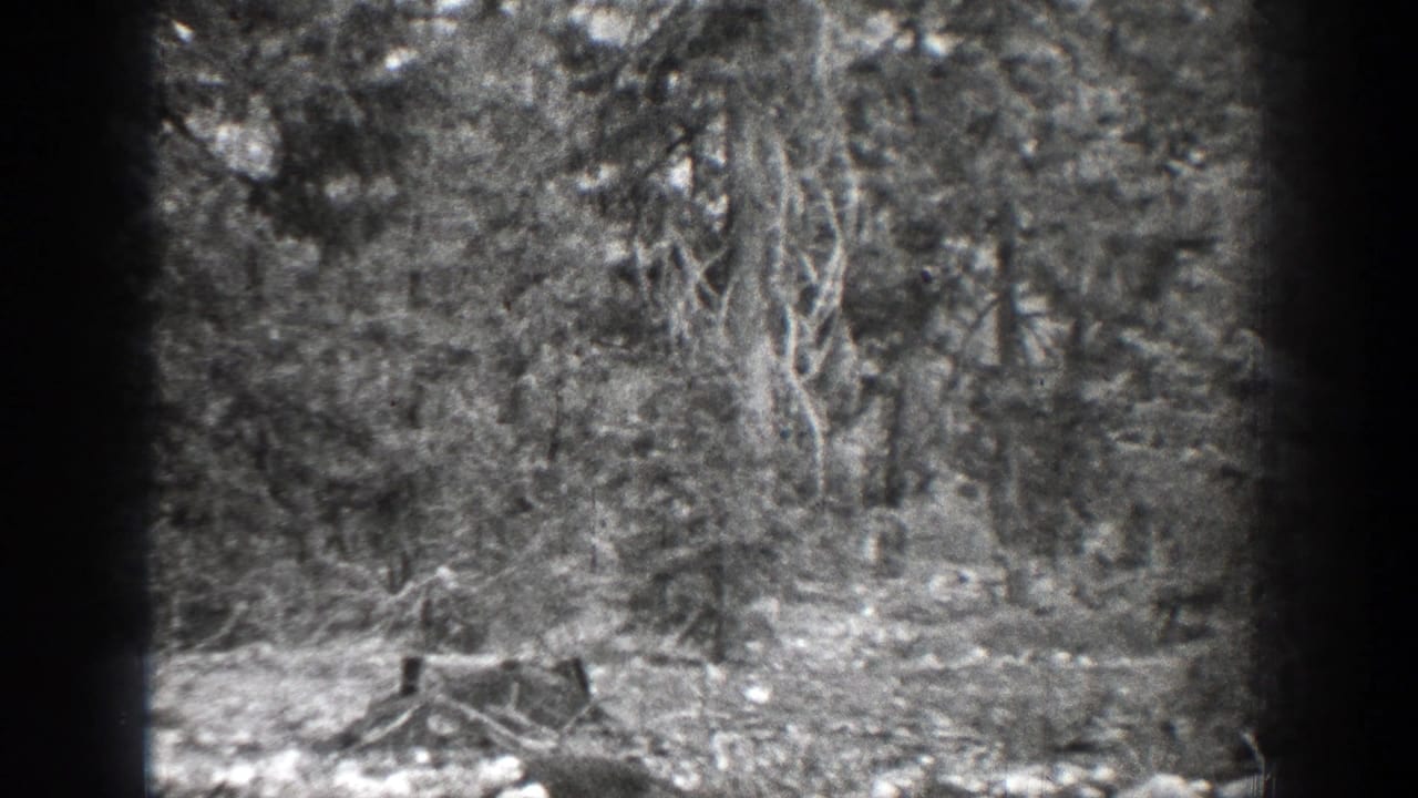 1939 Chelan, Washington home-movie frame of dense trees and undergrowth, with a low stump or log form near the bottom center.