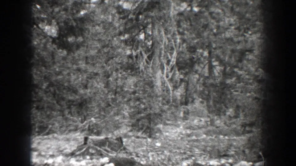 1939 Chelan, Washington home-movie frame of dense trees and undergrowth, with a low stump or log form near the bottom center.